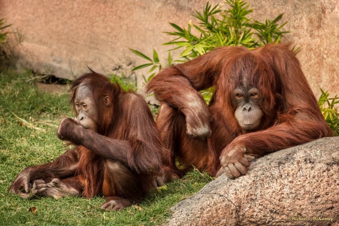 Every time we publish a photo of orangutans that were taken at the Albuquerque Zoo, there are always people who think it is cruel to keep them in captivity. Putting them back in the wild would be like telling a young child to run onto a highway.