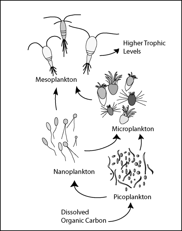 The microbial loop in a typical aquatic ecosystem, showing bacteria being fed on by ciliates and other protozoa, which are in turn eaten by zooplankton