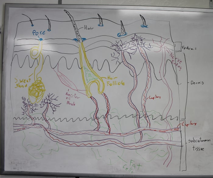 Skeletal, Muscular, & Integumentary Systems STEM Lesson Plan for Middle ...