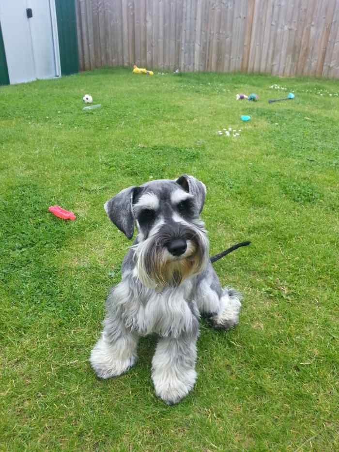 Miniature Schnauzers Are The Perfect Choice For Any Family HubPages