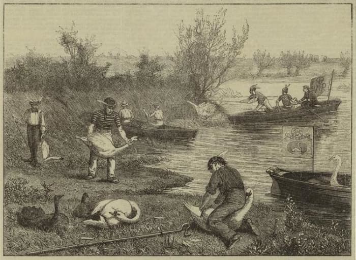 "Swan Hopping". Swan upping on the Thames, 1875 illustration Henry Robert Robertson (1839 - 1921), Life on the upper Thames, Virtue, Spalding, and co., London, 1875, p. 160, Engraved by Williaw J. Palmer on drawings on wood by Henry Robert Robertson