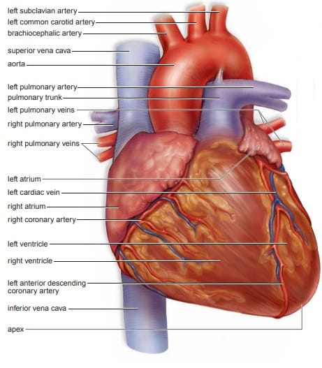 Cardiovascular System: Heart and Blood Vessels - HubPages