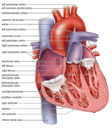 Cardiovascular System: Heart and Blood Vessels - HubPages