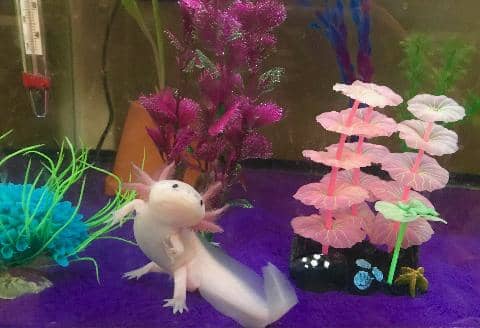 The Basics of Axolotl Care - HubPages