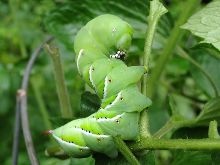 The big, heavy tomato hornworm is one of the most common big caterpillars in North America