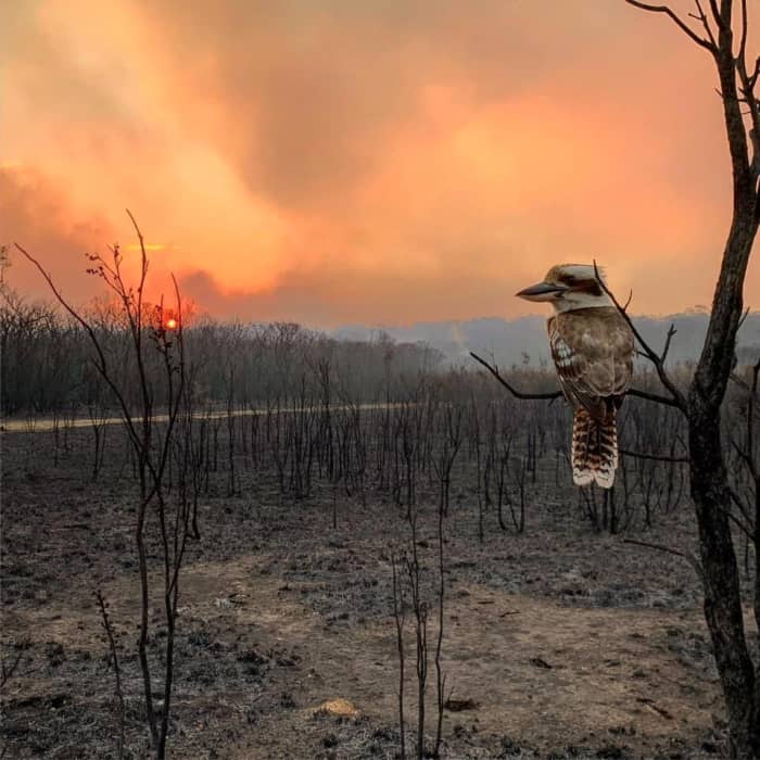 I say that even the view of this lonely kookaburra can make people cry, if we thing what we have lost and we continue to lose to the fires. And look at that bird , do you think it feels lonely and scared.