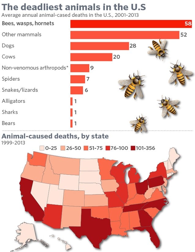 Greatest number of human deaths from a single type of animal in the US goes to the yellow jacket and other wasp/hornet variants. While it is an old statistic, the number is likely higher in the last few years from their rapid increase in population.