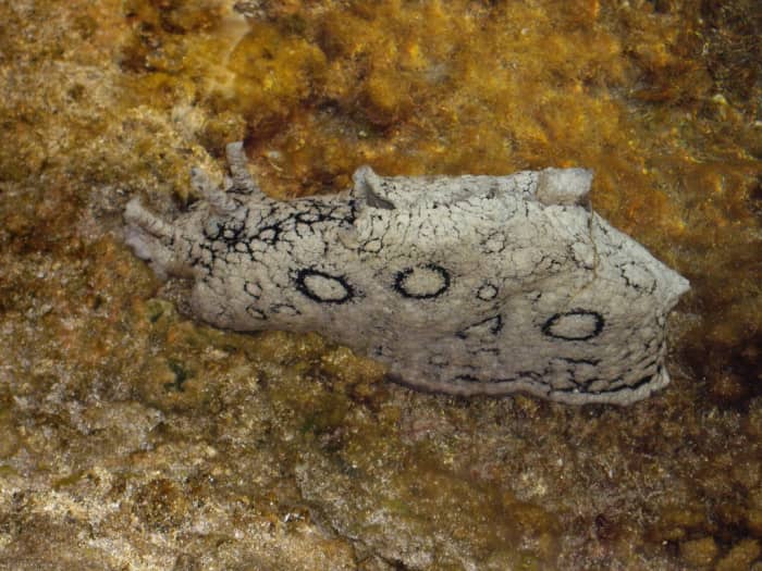 The flaps that the sea hare uses to swim can be seen folded up in this picture. See video below of Sea Hare using these flaps to swim!