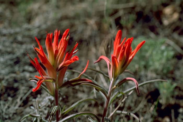 Beautiful Indian paintbrush flowers growing in their natural habitat.