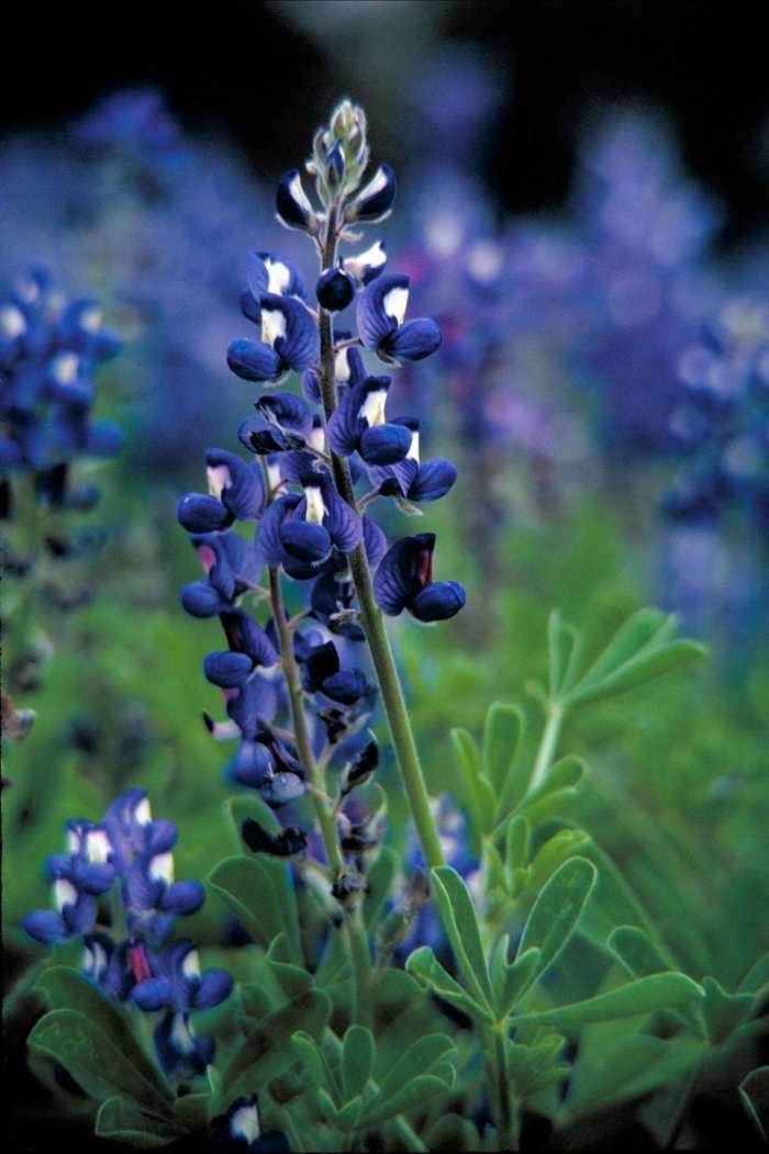 The state flower of Texas, the bluebonnet.