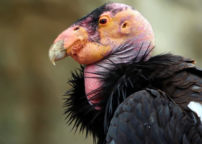 The California condor is the largest bird in North America and it remains on the list of critically endangered animals. Lead-poisoning is a major threat to their continued existence.