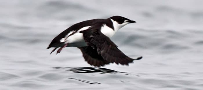 This is a photo of a marbled murrelet in flight. Loss of habitat is the biggest threat these birds face, as the trees they use for nested are targeted for logging. They are found in California and Washington in North America.