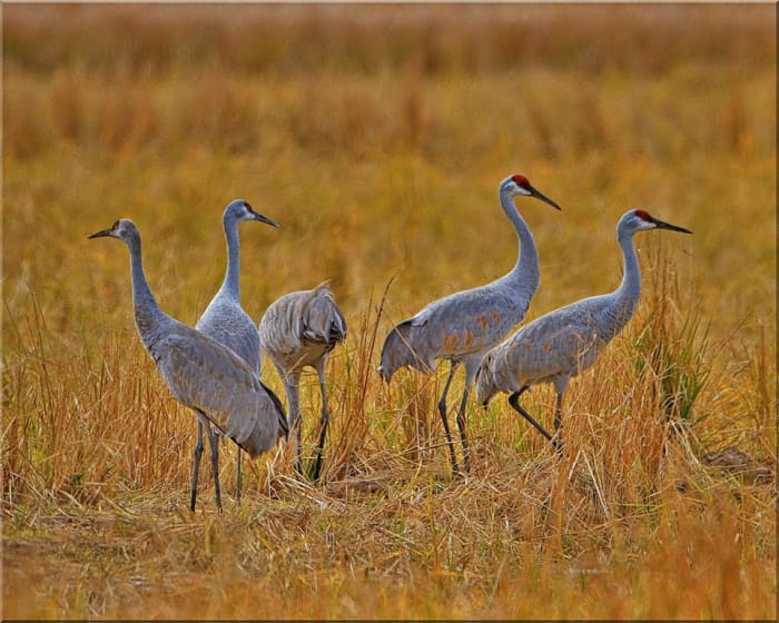 Endangered Birds of the United States - HubPages