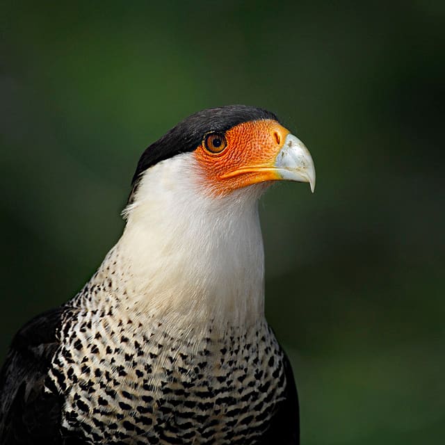 The crested caracara can be found in North America in Mexico and only on the southern parts of the United States, including Florida, where it is considered a threatened species.