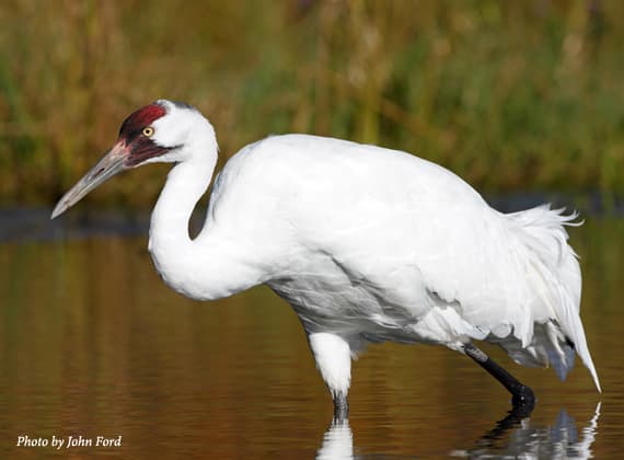 The whooping crane is the tallest North American bird and is so named because of the whooping sound it makes. It remains endangered, but conservation efforts have increased the numbers over the past several years.