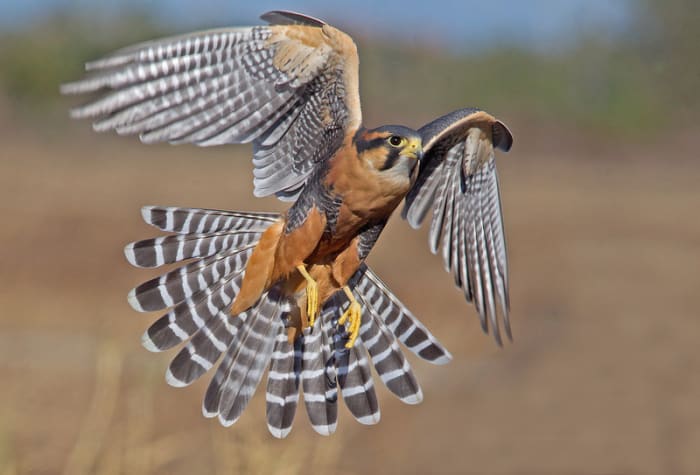 This handsome, endangered northern aplamado falcon is only found in the states of Texas, Arizona and New Mexico.