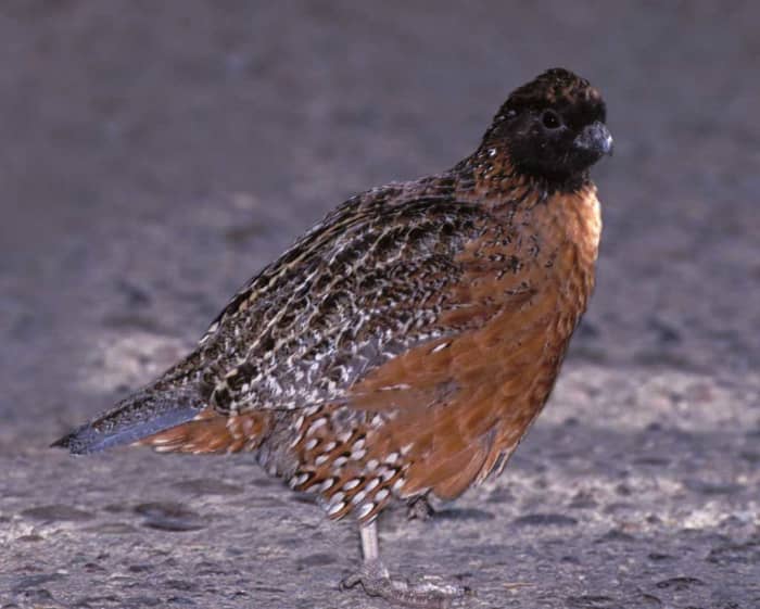 The masked bobwhite quail is on the endangered list and is found only in the Sonoran Desert and semi desert regions of southern Arizona, and northern Sonora in Mexico. It is the only species of quail on the endangered list.