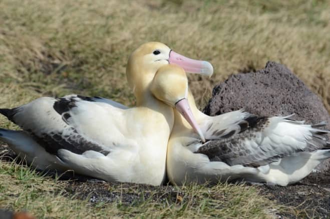 This is a pair of short-tailed albatross birds, found in Alaska. Commercial hunting in the state has driven this bird almost to extinction. Elsewhere - in Japan, this bird is considered a natural national monument.