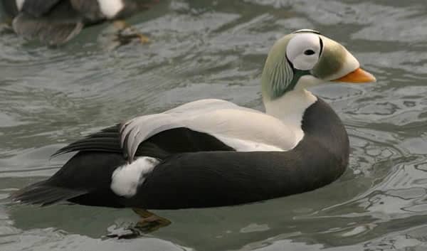 In North America, this spectacled eider (Somateria fischeri) is found only in the state of Alaska. Like many other arctic birds, it has been the victim of climate change, as its numbers have gradually decreased.