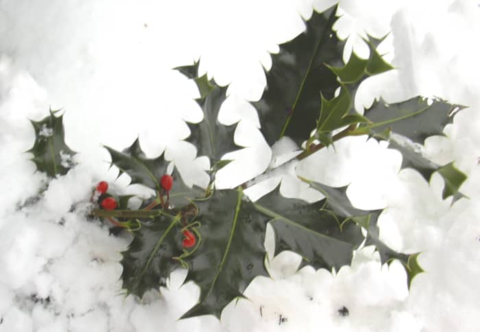 Give a cash gift for Christmas to someone who needs it while still keeping to the spirit of the holidays.