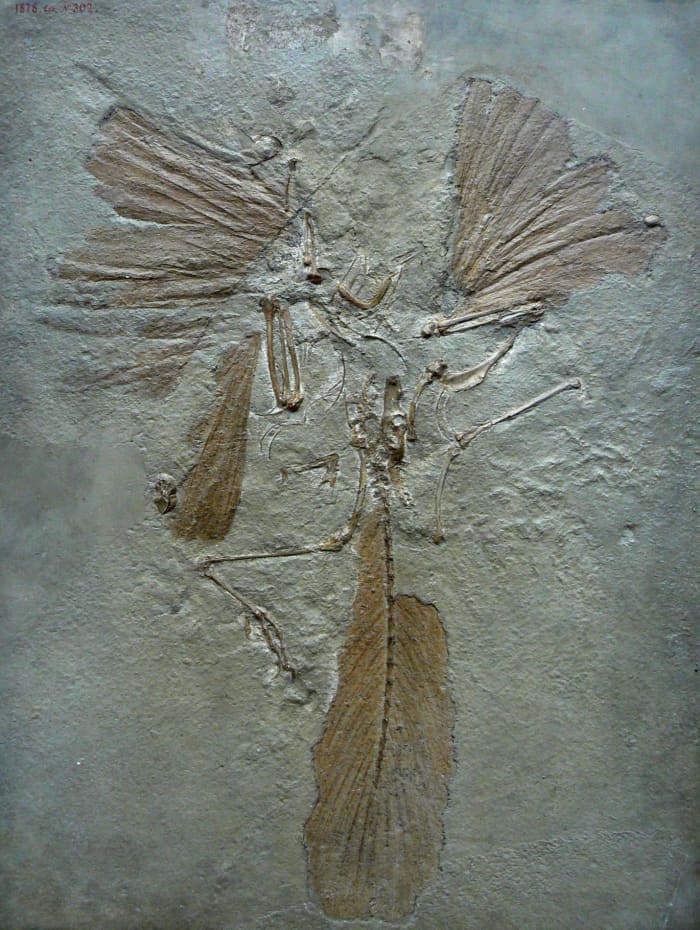Archaeopteryx is not considered a bird, but is a transitional species. It resembled a dinosaur more than a modern bird, but had wings and feathers.