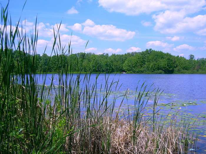Over-harvesting of timber resuted in combinng two forests, replanting, and protection as a US Natonal Forest beginning 1938.