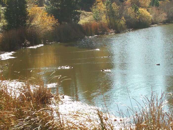 Shiny water on Grass Valley Lake is more beautiful than diamonds. There is just something stunning about shining water, which makes the most expensive diamond pale in comparison.