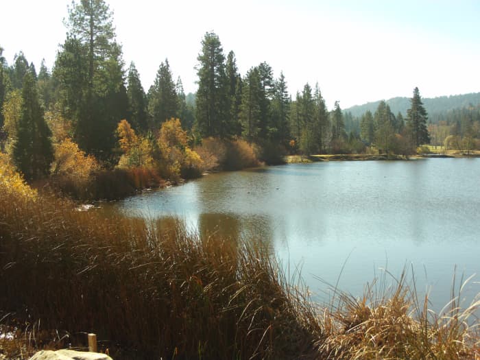 There are many beautiful trees and ducks to be spotted on a walk to Grass Valley Lake.