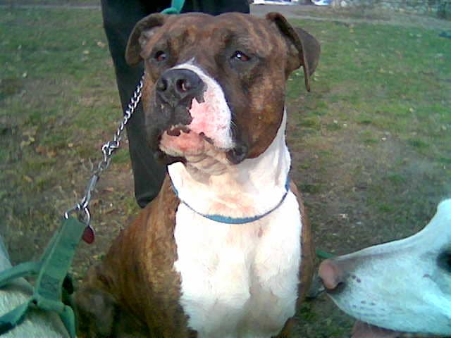 Six months after I rescued him, Boomer's physical wounds had healed, but his mental suffering would take 3 years to subside.
