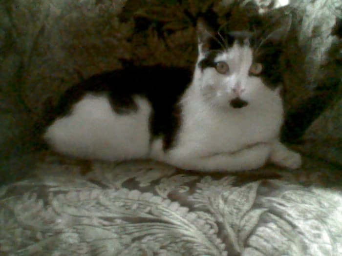 6 months after I found him, Lucky is a good 15 lbs now, nearly 3 times his weight as a kitten.