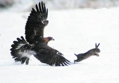 Many birds of prey regularly hunt natural prey as large as large rabbits. Especially if you have small pets that you allow to spend time outside, it's important to be aware of the potential dangers that predatory birds can present.