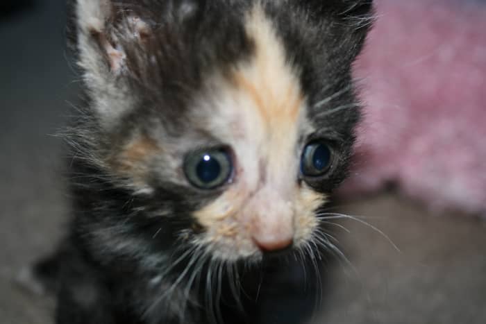 Precious had an infected sebaceous cyst on her back right leg. She was not able to walk well or balance, and appeared to be in pain. The vet drained the cyst and prescribed antibiotics. He advised me that if the infection progresses, she could die.