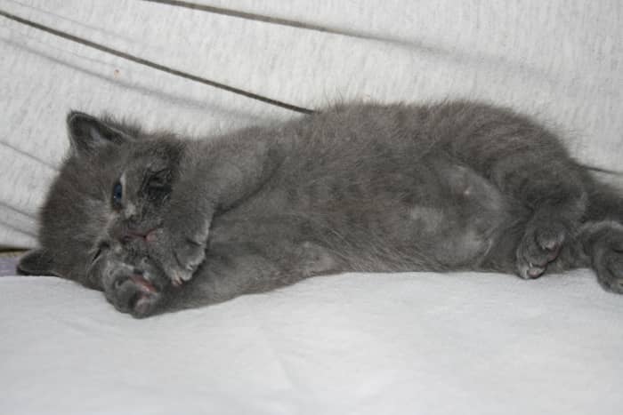 Diego passed away the night of Sept. 17, 2009 while in an emergency room. I was explained that Lilly and Diego might had a bacterial infection. Diego and Lilly stole my heart.