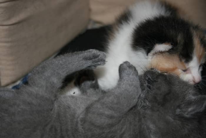 Diego and Lilly were assigned to me in september, 2009. (16-20 days old). They were found beneath a tractor. Lilly had abrasions on her tail and back leg whileDiego seemed to be fine. They used to cry often, other times play with each other.