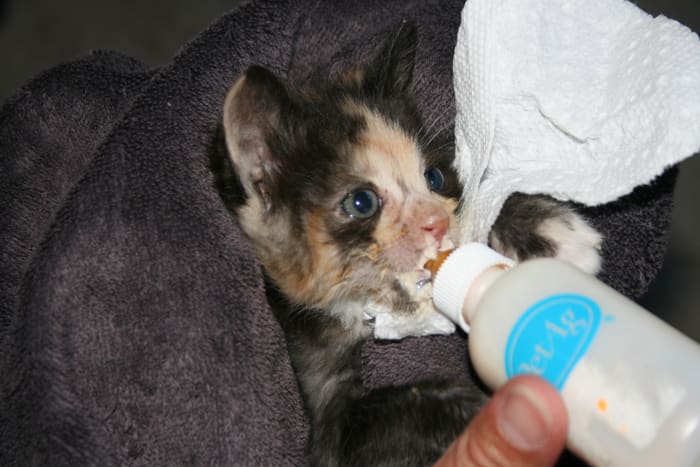 I was determined to help her to get better. Previous months I had lost a set of siblings. Two days after the vet visit, Precious began to enjoy eating, and trying to walk.