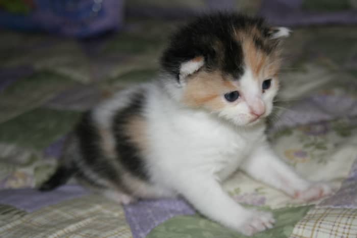 Lilly was most of the time very skeptical to eat. Very timid. She suddenly passed away the night of Sept. 16, 2009. Such a beautiful kitten.