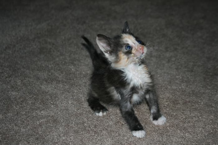 One week after Precious came to my home, I started using items for her to play with and motivated her to walk. By the 3rd week, she was limping less and trying to jump.