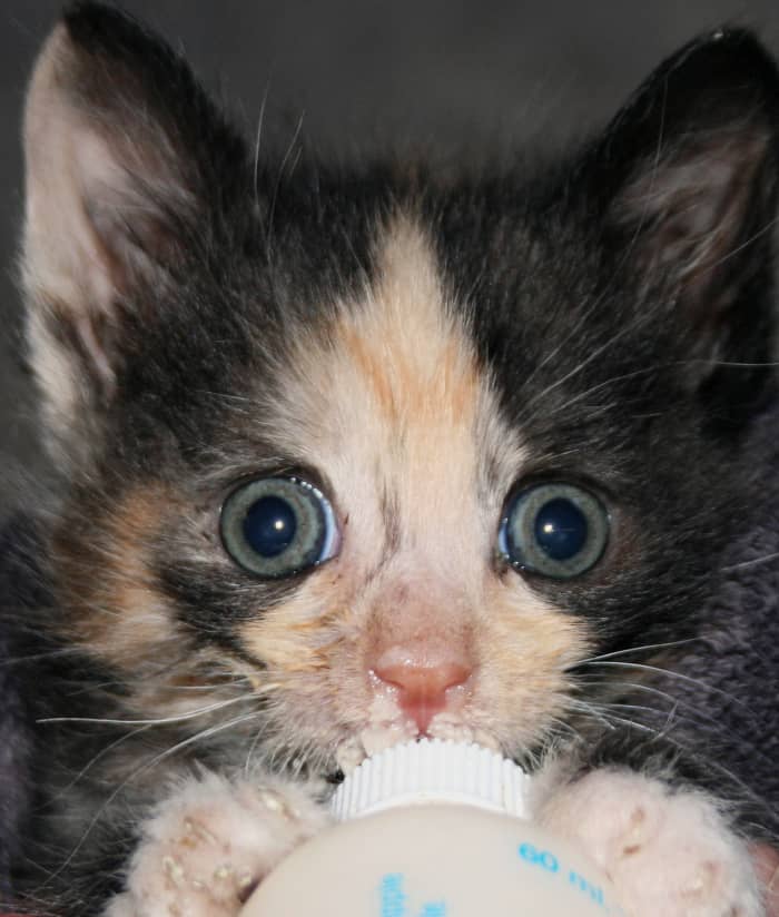 By the end of the 3rd week, Precious was all healed, jumping, running. We spoiled her because she was sick, but due to that, she became a brat. But on week 3 and 4 we worked on her social skills.