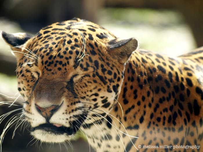 This was taken at a zoo behind glass with the Olympus Zuiko 70-300mm lens on an Olympus E-510 camera body.