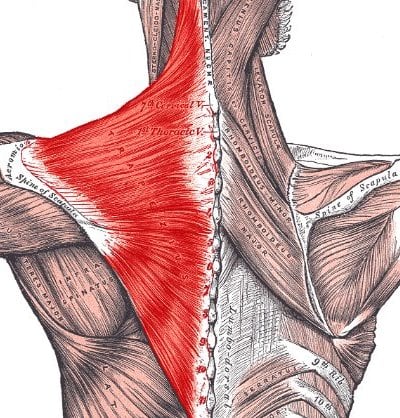 For illustration purposes only: The extent of the Trapezius muscle highlighted in red.