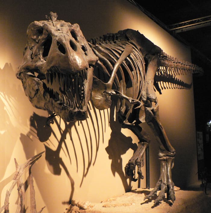 There are many more dinosaurs that exist than we will ever find bones for. Here is a skeleton of a Tyrannosaurus Rex.
