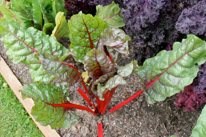 swiss chard
