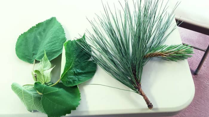 This deciduous verses coniferous tree demonstration photo was taken by Victoria, one of the mothers in our co-op class.