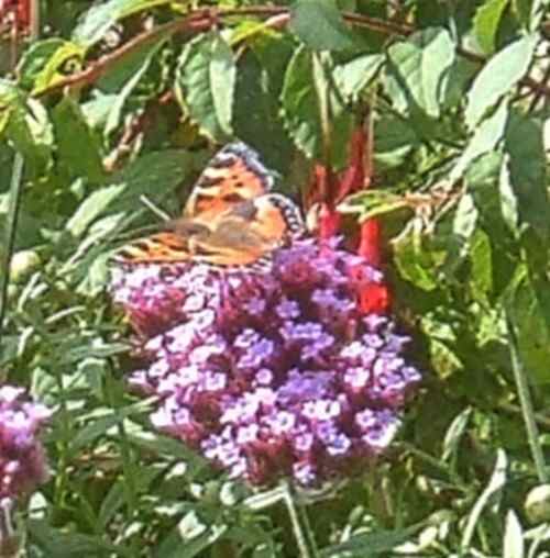 British butterflies that need Stinging Nettles HubPages