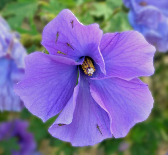 Alyogyne Huegelii bloom also known as the Australian Native Hibiscus or West Coast Gem
