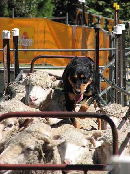 Dogs and sheep were probably the first two wild animals to be fully domesticated by humans.
