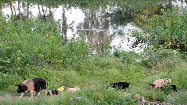 At least a hundred pigs, sows and piglets romp and wallow about the river. Speaks volumes of the amount of rubbish present too...