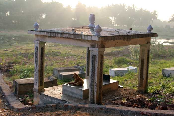 The Samadhi of Swami Karunyananda who stayed with Swami for over 40 years has also been victim to the callousness and filth! A dog rests peacefully in the morning light.