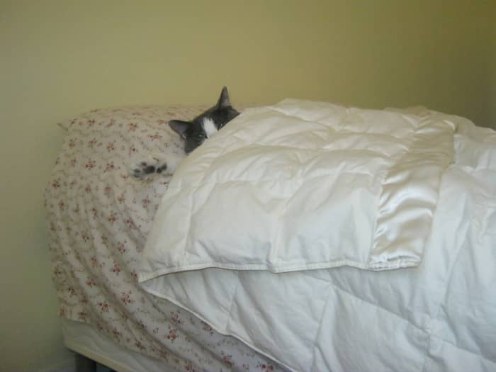Dixie has taken over Mom's pillow. Shhhh, can't you see I'm sleeping here Mom? It's time for you to get up anyway. I'll just continue to lounge the day away... because I can!
