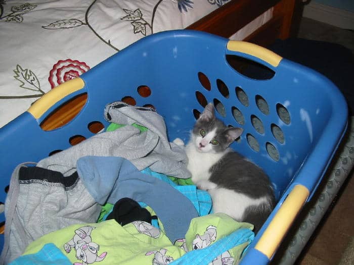 I'll help you Mom, this is sooooo comfy! Dixie loved to help with the warm laundry, especially when she was still a kitten.